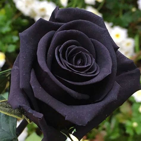 The Nuguc Houg Black Rabbot Rose: The Holy Grail of Botanists